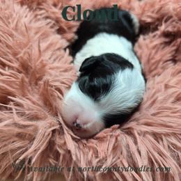 Cloud - female Australian Mountain Doodle puppy in Escondido, California from North County Doodles