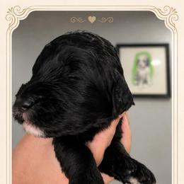 Elide - Black female Goldendoodle puppy in Moreno Valley, California from Rainbow SoCal Doodles