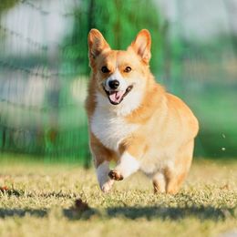 Pembroke Welsh Corgi Puppies from Outlands Corgis