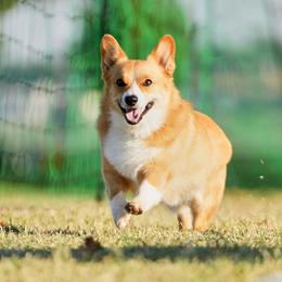 Pembroke Welsh Corgi Puppies from Outlands Corgis