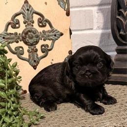 Mabel - Black female Shih Tzu puppy in Lexington, North Carolina from SCS Shih Tzus