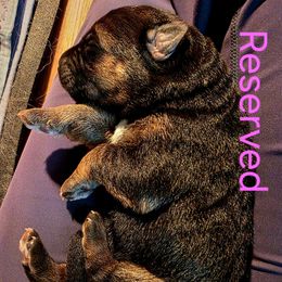 Pink Girl - Black and red female German Shepherd puppy in Lewistown, Missouri from Ewig Krieger Kennels