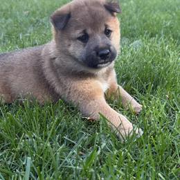 Bourbon - Red male Shiba Inu puppy in Meridian, Idaho from Anko Shibas