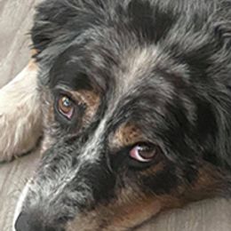 Australian Shepherds from Sunwren Farm
