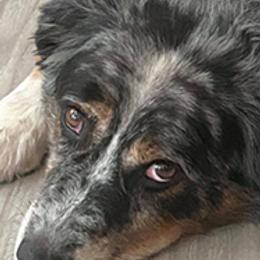 Australian Shepherds from Sunwren Farm