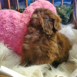Chocolate Boy - Chocolate male Shih Tzu puppy in Hillsdale, Michigan from Prairie Fen Farm