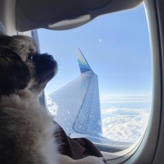 Tibetan Spaniel Puppies from Solstice Kennel