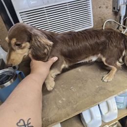 Brynn - Dachshund