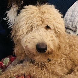 Jarvis - Goldendoodle