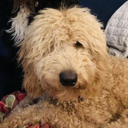 Jarvis - Goldendoodle