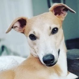 Whippets from Jamminwhippets