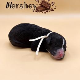 Hershey - Black and white male Aussiedoodle puppy in Paragould, Arkansas from AC Doodles & Corgis