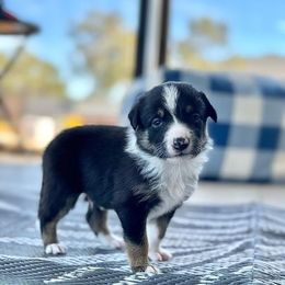 Border Collies from Spitfire Border Collies