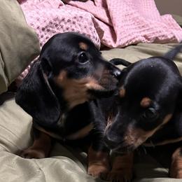 Dachshunds from Tara Dunnam