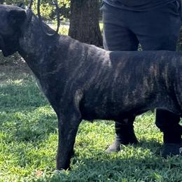 Cane Corso from Kyrell Johnson