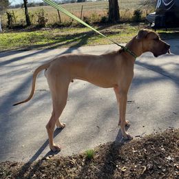 Bjorn - Fawn male Great Dane puppy in Ider, Alabama from Sand Mountain Danes LLC