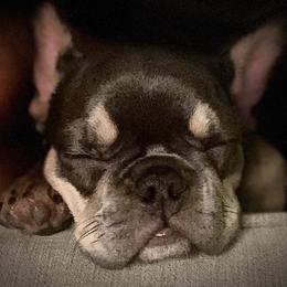 French Bulldogs from Shorelinefrenchies