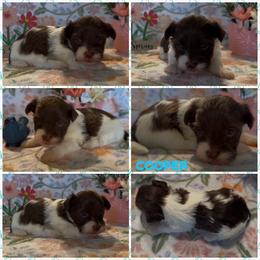 Cooper - AKC - Chocolate male Havanese puppy in Verden, Oklahoma from Holcombs Puppy Ranch