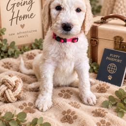 Pink - Apricot male Labradoodle puppy in Ellenwood, Georgia from Four Paws Down