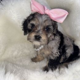 Peony - Merle female Cavapoo puppy in Fayetteville, Arkansas from Silver Hill Farm