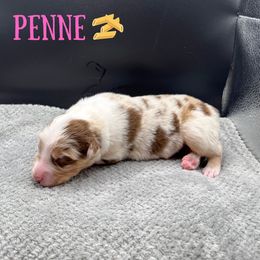 Penne - Red merle female Australian Shepherd puppy in Fort Pierce, Florida from JS Aussies