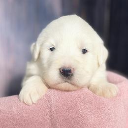 Great Pyrenees Puppies from Outlaw Acres Farm & Kennels