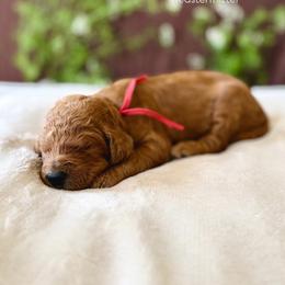 Saddle (red) - Red  female Goldendoodle puppy in Hutto, Texas from Crystal's Goldendoodles