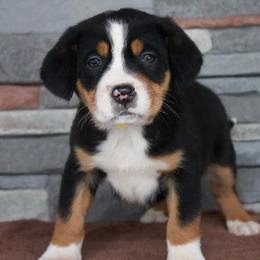 Miracle - Black, white and red female Greater Swiss Mountain Dog puppy in Gassaway, West Virginia from Rolling Hills Ranch and Kennels LLC