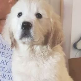 Golden Retrievers from Kanyon’s Golden Retrievers