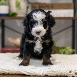 Hope - Tri-color female Bernedoodle puppy in Meadville, Pennsylvania from Doodle Paws Pups