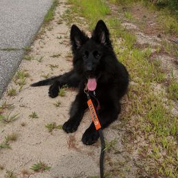 German Shepherd Puppies from Vom Schön Traumhund