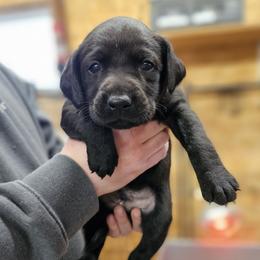 Marshall - Tan Collar - Black male Labrador Retriever puppy in Boyd, Minnesota from Lindley Labradors