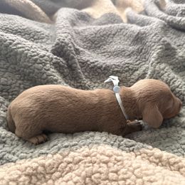 Blue boy - Fawn (isabella) and tan male Dachshund puppy in Victorville, California from Wirz’s Weenies