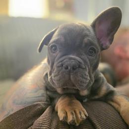Jasmin - Blue fawn female French Bulldog puppy in Fayetteville, North Carolina from Burger's Pups