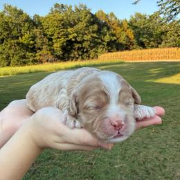 Curly - Golden male Cockapoo puppy in Liberty, Kentucky from Kentucky Cockapoos