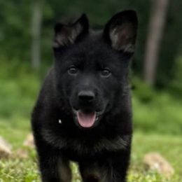 Purple collar - Bi-color female German Shepherd puppy in Canterbury, Connecticut from Nachtwaechter German Shepherds, LLC