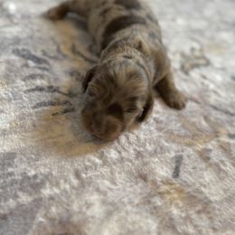 Simba - Dapple male Dachshund puppy in Atchison, Kansas from Birkin’ Paws