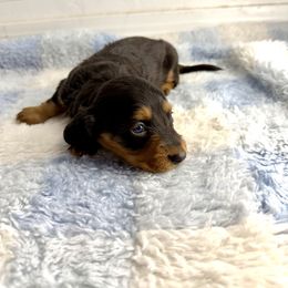 AKC Goofy - Chocolate and tan male Dachshund puppy in Laveen, Arizona from Acosta Kennels