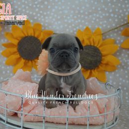 Sporty Spice - Blue fawn female French Bulldog puppy in Loxahatchee, Florida from Blue Wonder Frenchies