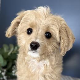 Heart - Apricot female Cavapoo puppy in Norton Shores, Michigan from Dune Pack Doodles and Poodles