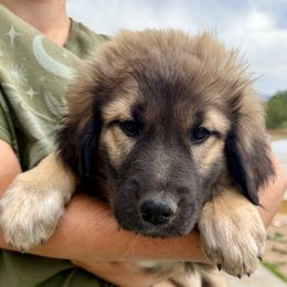Uri- orange - Tan female Colorado Mountain Dog puppy in Cotopaxi, Colorado from Once Upon A Moose (OUM)