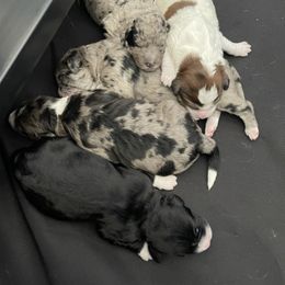 Bernedoodle, Cockapoo, and Goldendoodle Puppies from Avery Doodle Day LLC