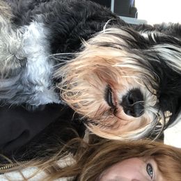 Miniature Schnauzer Puppies from Daniels Mini Schnauzers