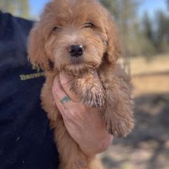 Aussiedoodle, Poodle, and Saint Berdoodle Puppies from Remington Kennels, LLC