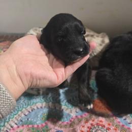 Maroon Collar Female - Black tri-color female Australian Shepherd puppy in Rainsville, Alabama from Chaparro Farm