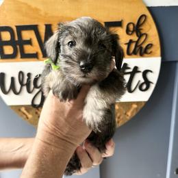 Lime Ribbon Girl - Salt and pepper female Miniature Schnauzer puppy in Floyd, Virginia from Little River Puppies