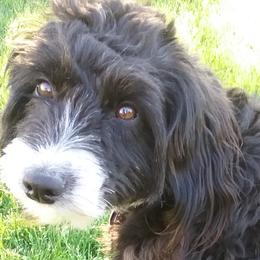 Assorted Doodle Crosses, Aussiedoodles, Cockapoos, and Poodles from Lucky Pup Meadows