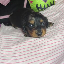 Henry - Dapple male Dachshund puppy in Lake City, Florida from My Ditzy Doxies of Florida