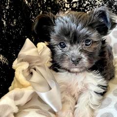 Mi-Ki Puppies from Rare Gem Mi-Ki’s LTD