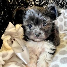 Mi-Ki Puppies from Rare Gem Mi-Ki’s LTD